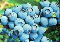 Ripe Blueberries