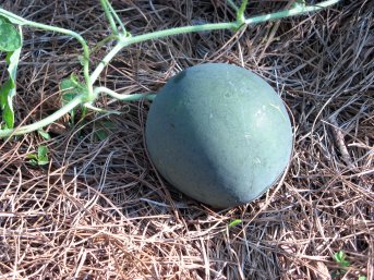 baby watermelon